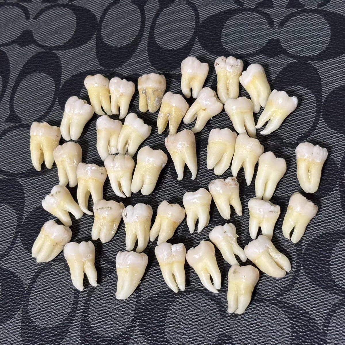 离体牙真人牙齿备洞开随根管治疗口腔技能考试执业医师完整无龋坏