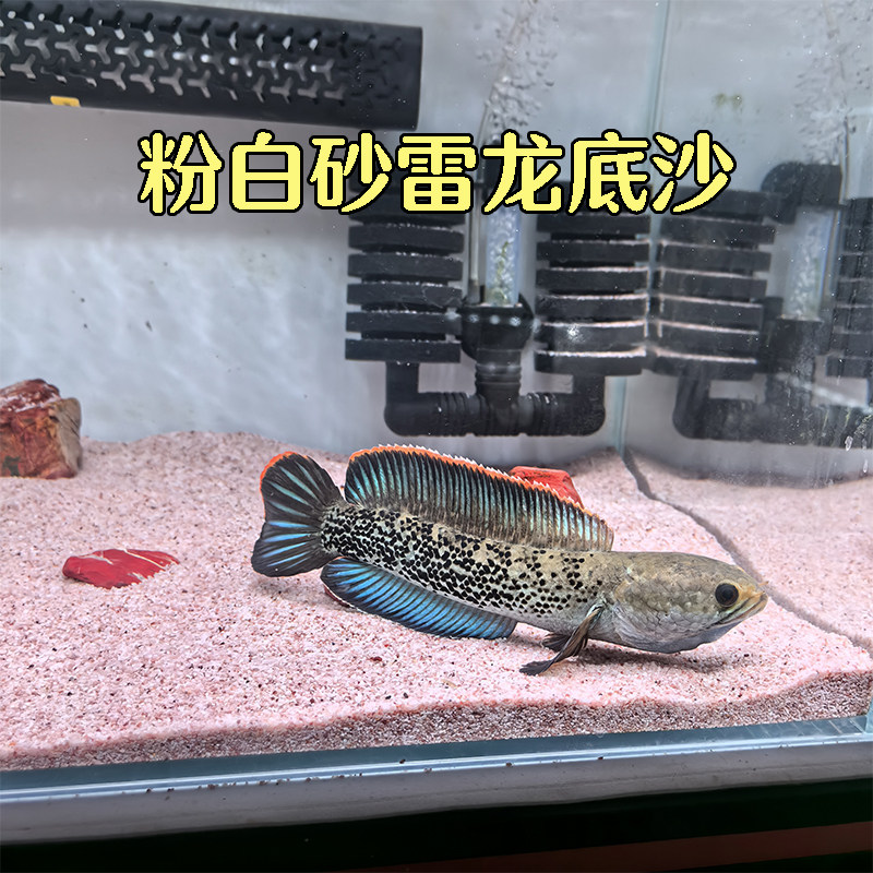 粉白沙巴卡雷龙眼镜蛇鬼王底砂南美热带鼠鱼沙天然造景化妆沙粉沙