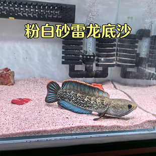 粉白沙巴卡雷龙眼镜蛇鬼王底砂南美热带鼠鱼沙天然造景化妆沙粉沙