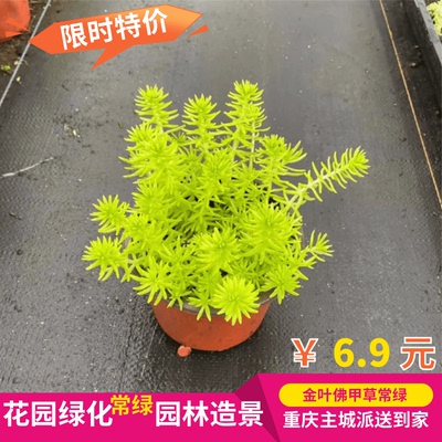 佛甲草花园楼顶常绿耐热草坪