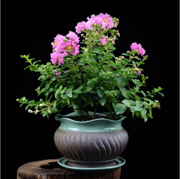 紫薇花树苗庭院植物盆栽百日红盆景痒痒树花园绿植室外重庆花卉