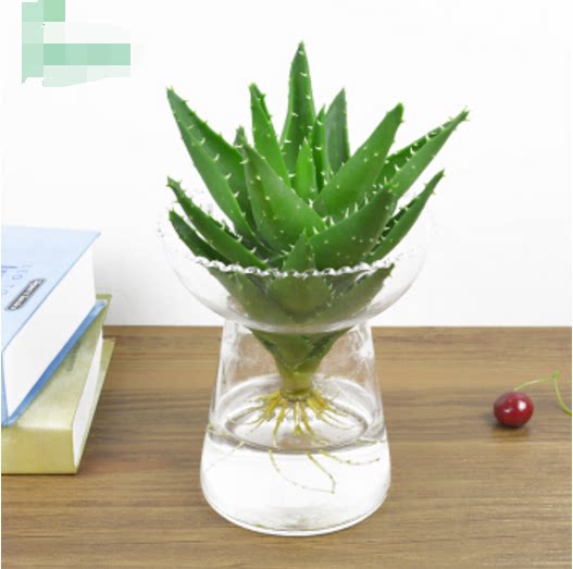 重庆绿植花卉水培多肉芦荟植物办公室室内客厅观叶盆栽防辐射盆景