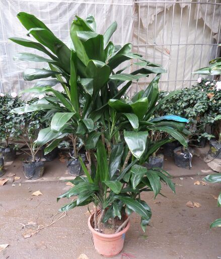 巴西铁大植物四季绿植办公室盆栽净化空气吸甲醛重庆同城花卉盆景