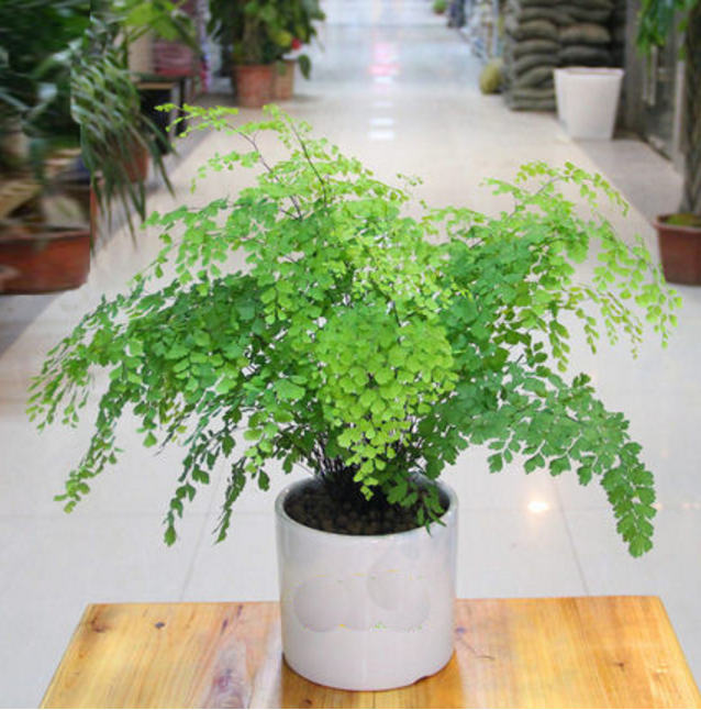 铁线蕨吊兰铁线草桌面小植物办公室观叶盆栽室内盆景重庆花卉绿植