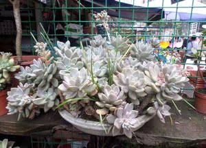 多肉组合小盆栽重庆同城花卉绿植美观办公室室内盆景肉肉植物老根