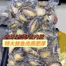 冷冻鲍鱼肉去壳去内脏小鲍鱼高质量商用捞汁烧烤串串食材顺丰冷链