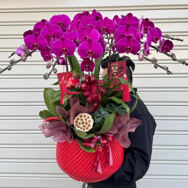 徐州花店附近鲜花配送鼓楼区贾汪区室内带花苞花蝴蝶兰盆栽兰花