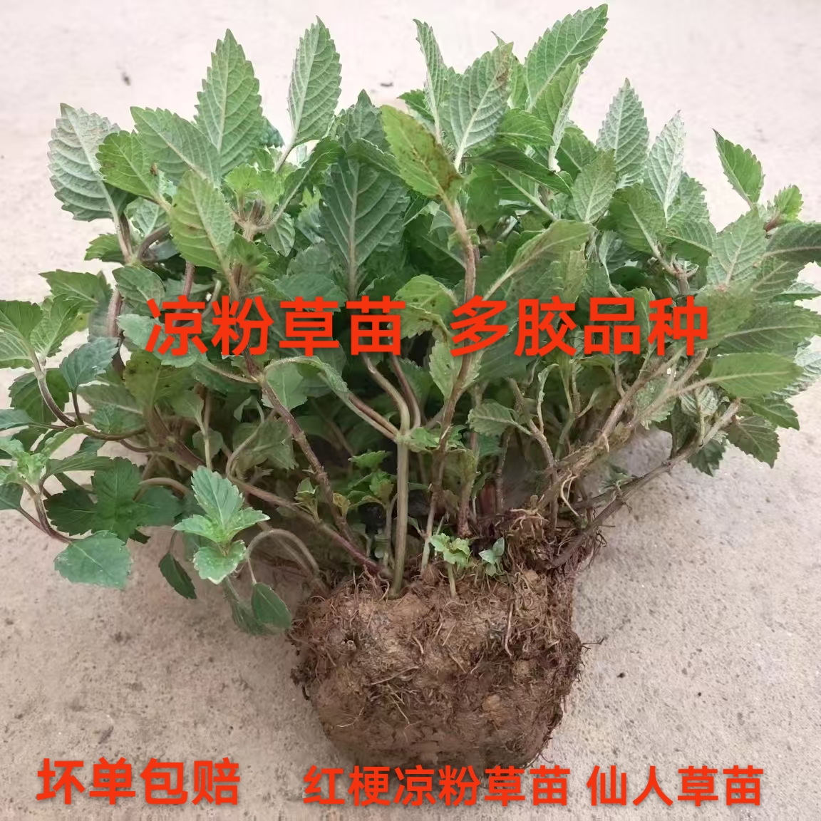 1份有30一40条分枝凉粉草苗 新鲜红梗凉粉草苗 现挖带泥发货