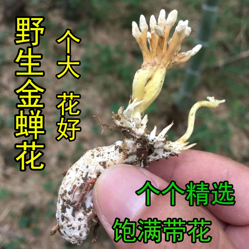 新鲜野生蝉花知了花竹蝉花 一只大金蝉花山区现挖 300只包邮
