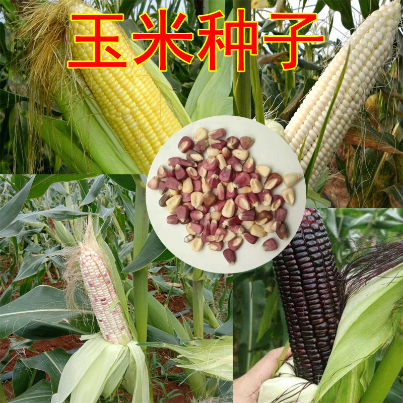 黑甜糯玉米种子白黄彩糯玉米甜水果玉米种籽孑大全四季高产耐旱_虎窝淘