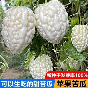 2袋 白色苹果苦瓜种子白苦瓜种籽春夏秋种籽蔬菜籽蔬果水果农作物