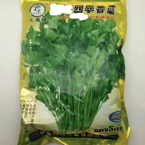 四季大叶香菜种子香菜种籽菜籽蔬菜庭院阳台盆栽500克一斤半斤 - 封面
