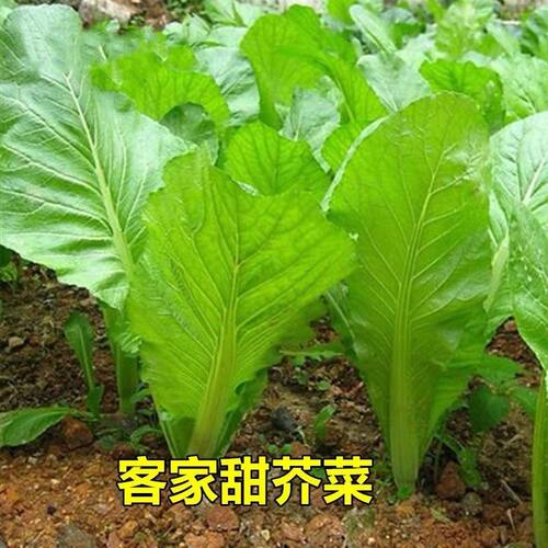 蔬菜甜脆庭院阳台盆栽地栽种子