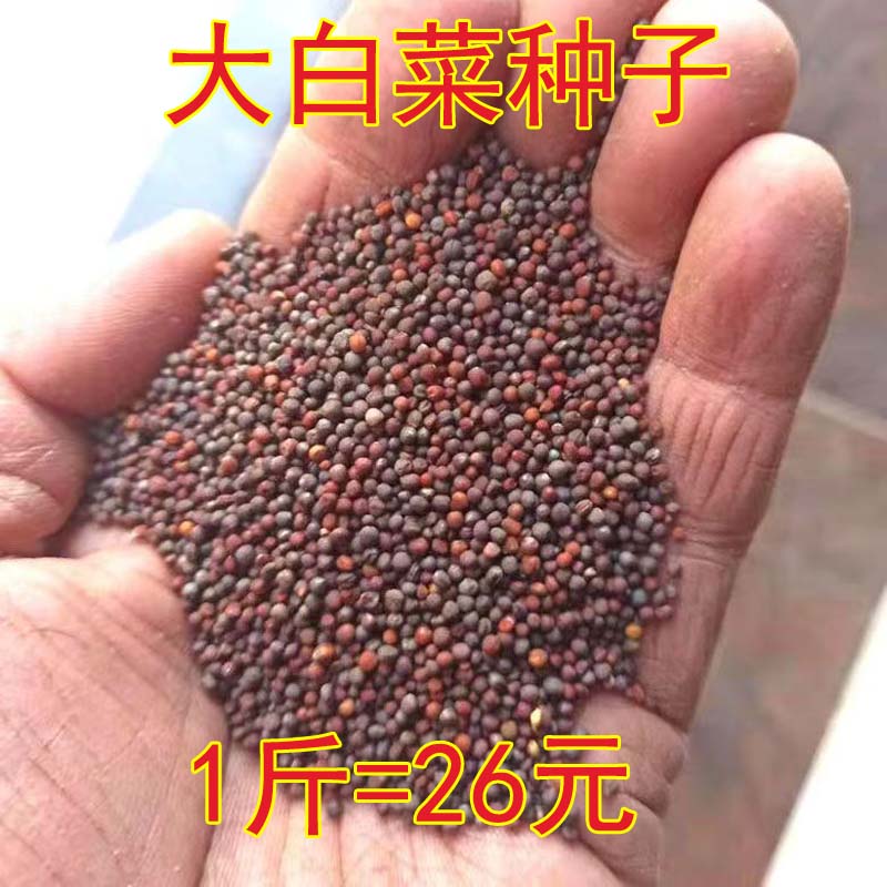 山东种孑冬季四季大白菜