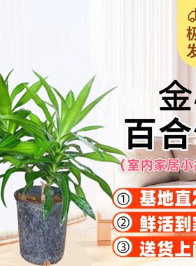 金心百合竹好养耐阴室内净化空气