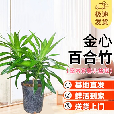 金心百合竹好养耐阴室内净化空气