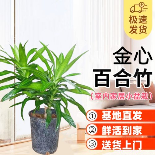金心百合竹好养耐阴室内净化空气