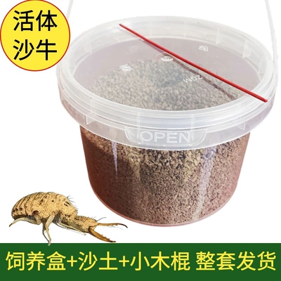 金沙牛倒退虫活体昆虫爬宠带盒子