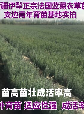 普罗旺斯法国蓝薰衣草扦插苗