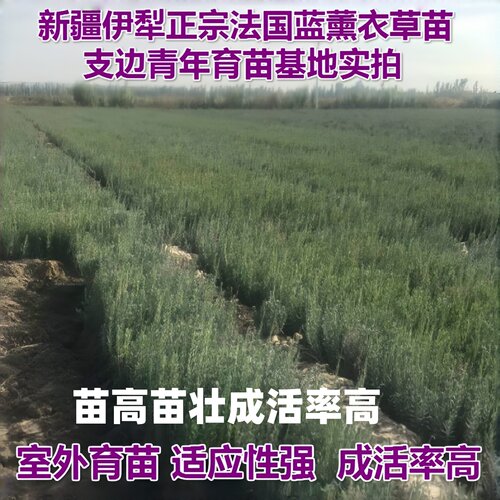 普罗旺斯法国蓝薰衣草扦插苗