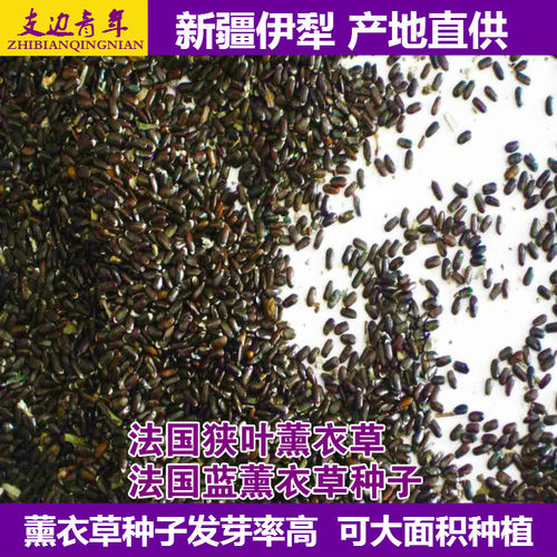 新疆阳台易种6月9月薰衣草