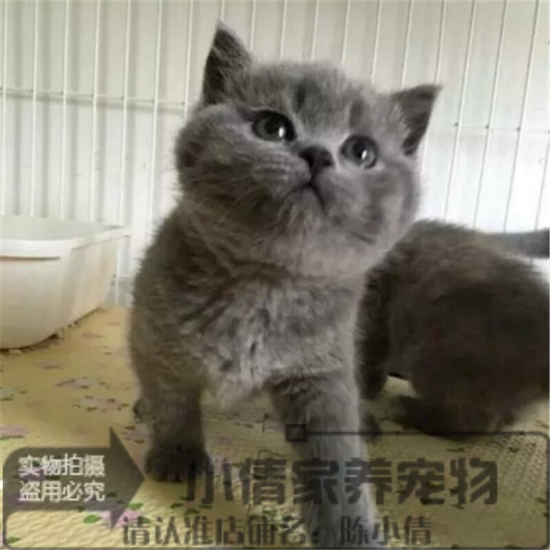 个人猫舍英国短毛猫蓝猫家养英短纯种猫宠物猫咪幼猫活体x_虎窝淘