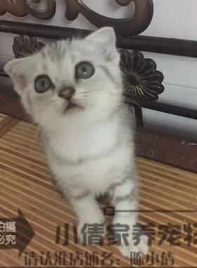 纯种虎斑活体美国短毛猫包邮