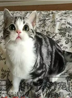 暹罗活体美国短毛猫