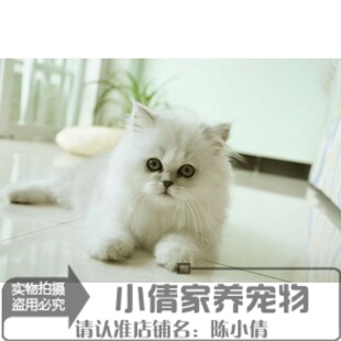 出售金吉拉幼猫长毛猫纯种家养金吉拉宠物猫金吉拉幼猫活体小猫h
