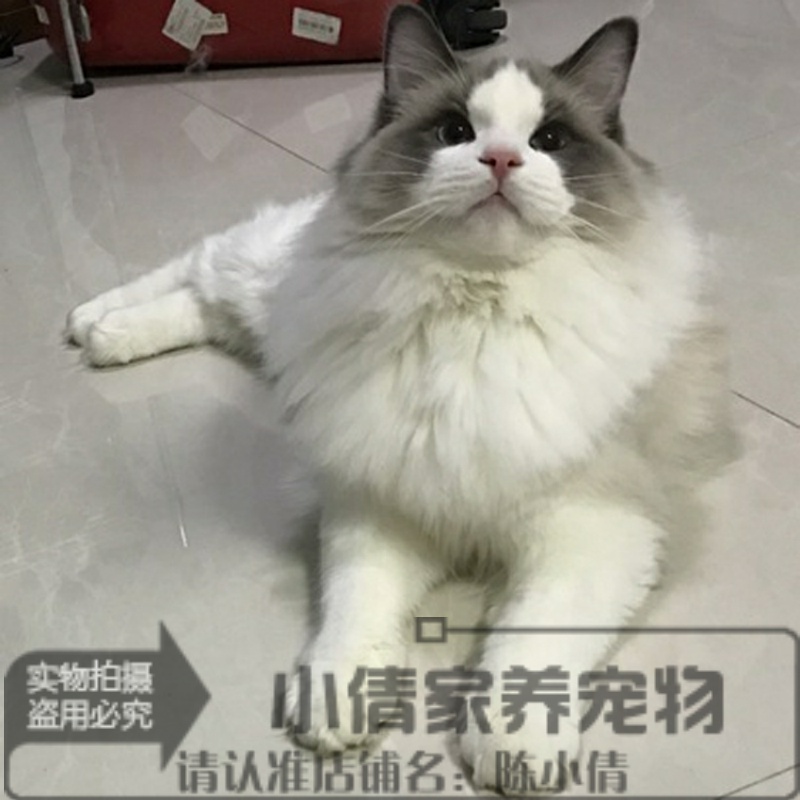 纯种蓝双色出售活体幼崽布偶猫