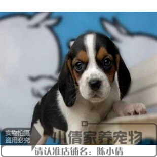 出售比格犬幼犬宠物狗活体比格幼犬米格鲁幼犬猎兔犬疫苗齐全h