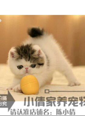 活体纯种短毛幼崽公猫