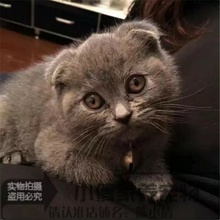 英短蓝猫活体宠物猫纯种英国短毛猫英国蓝猫幼猫包子脸折耳猫x