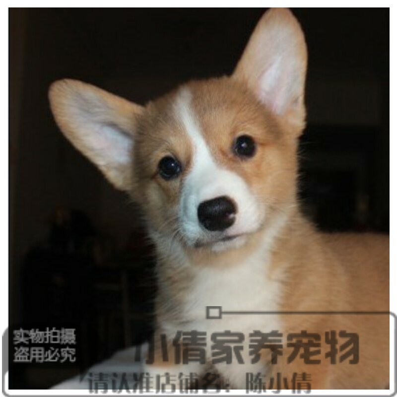 纯种血统威尔士柯基犬幼犬出售赛级卡迪根柯基犬活体宠物狗1h