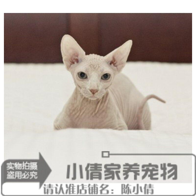 家养出售纯种白皮CFA赛级加拿大无毛猫 鸳鸯眼幼猫活体宠物猫h