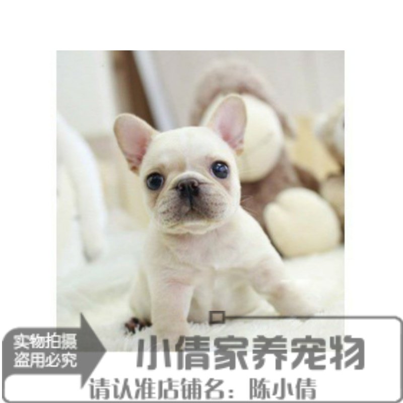出售健康纯白色法国斗牛犬幼犬纯种法牛法斗宠物狗狗活体x