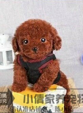 小狗活体长不大袖珍巨型茶杯犬