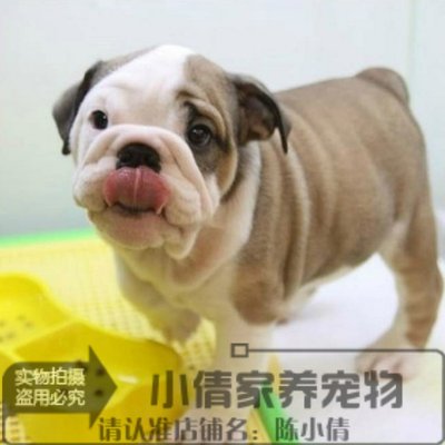 纯种活体英国斗牛犬