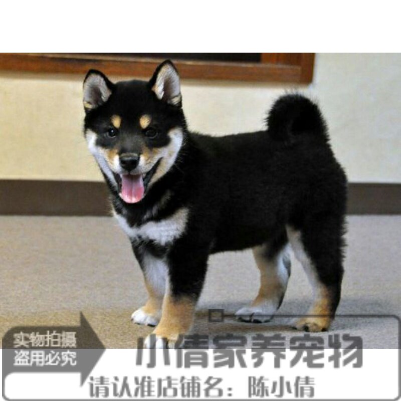 赛级双血统日本柴犬黑色幼犬活体宠物狗狗忠犬八公聪明小狗聪明h
