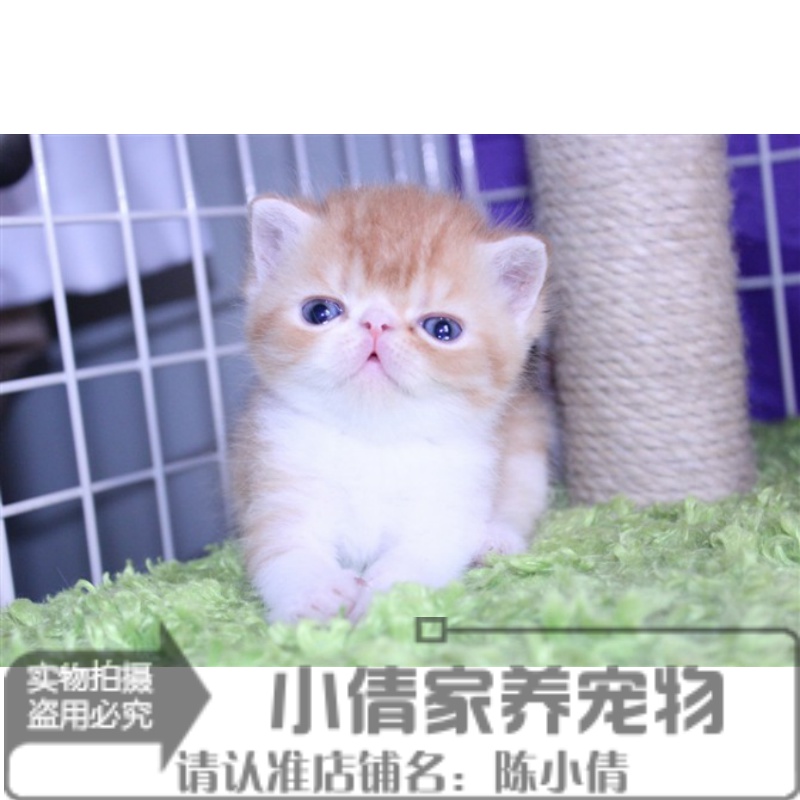 加菲猫乳色小公猫幼猫异国短毛猫幼猫 出售活体宠物猫健康家养h