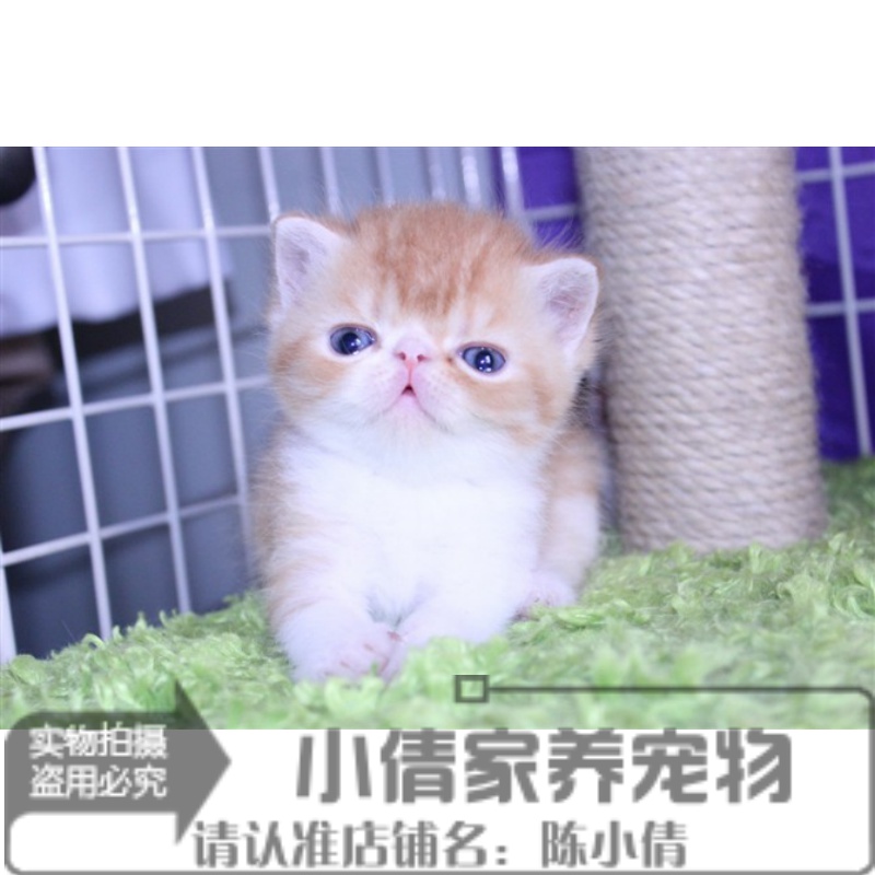 加菲猫乳色小公猫幼猫异国短毛猫幼猫 出售活体宠物猫健康家养x 宠物/宠物食品及用品 猫咪 原图主图