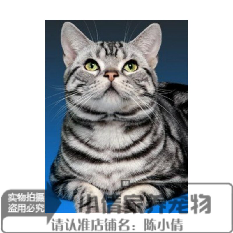 美短美国短毛猫美短标准花纹黑白灰白斑马纹幼猫小猫活体出售q