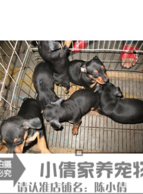 纯种铁包金活体繁殖小鹿犬