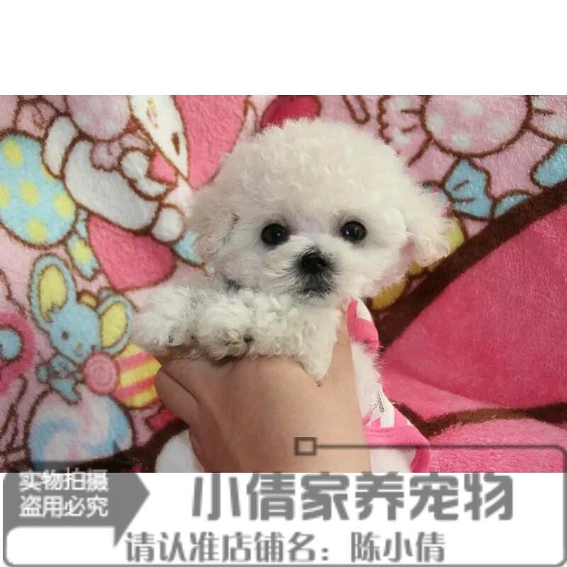 圣诞节礼物送女友家养纯种泰迪犬幼犬活体宠物白色贵宾犬贵妇狗h - 实物图