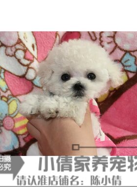 圣诞节纯种活体白色贵宾犬
