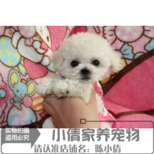 圣诞节纯种活体白色贵宾犬
