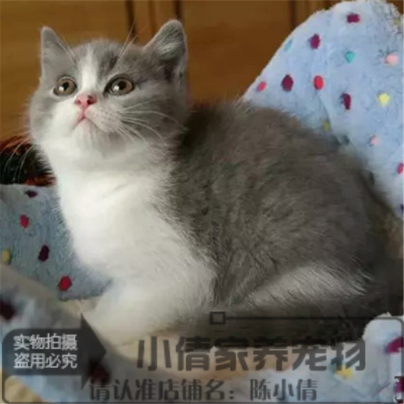 纯种活体英短蓝猫