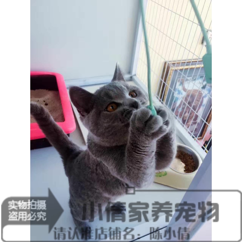 纯种活体英国短毛猫