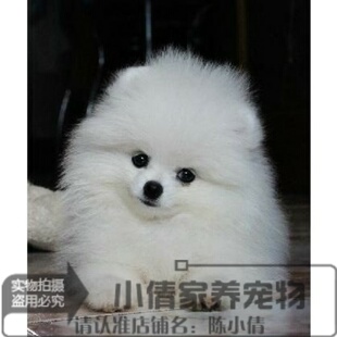 小体纯白茶杯犬袖珍犬博美纯种幼犬活体家庭宠物狗日本俊介犬h