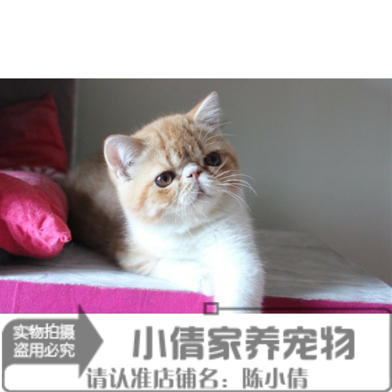 上海出售纯种红虎斑异国短毛猫